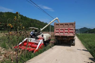 科技助力，省州專家團隊赴施秉縣開展中低產(chǎn)田產(chǎn)能提升與玉米大豆復合種植測產(chǎn)工作